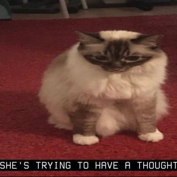 Meet your Posher, Lillian - Picture 1 of 1